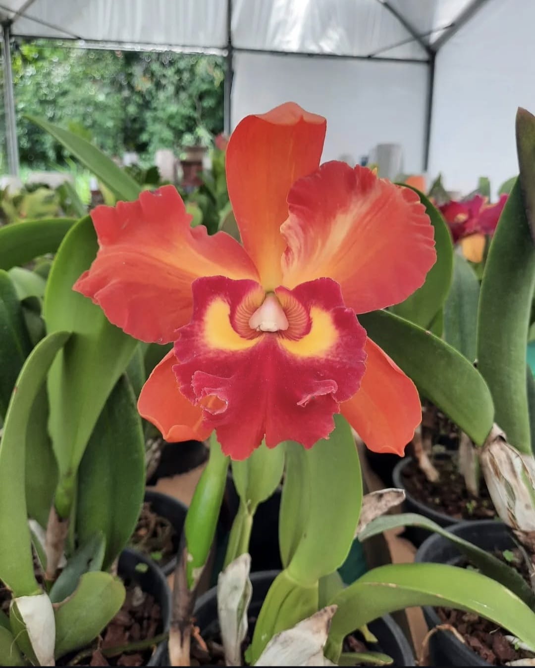 Orquídea Cattleya